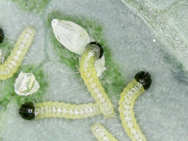 Larve defogliatrici  (di Brassica oleracea var. acephala) di Pieris brassicae (Pieridae)